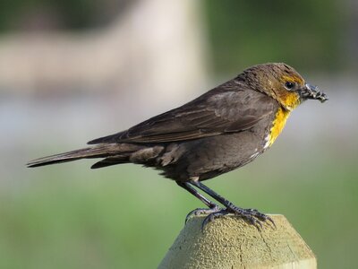 Songbird wildlife nature photo