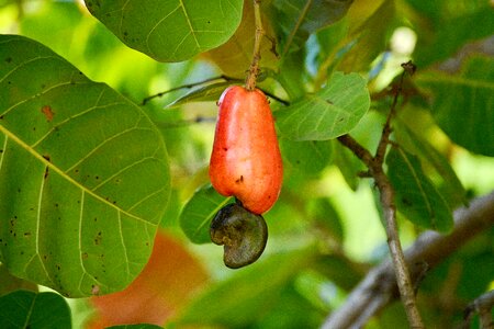 Food cashews caguil