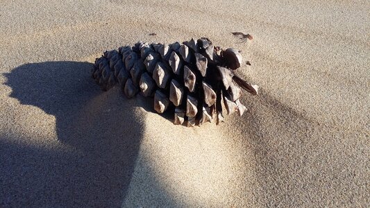 Close up sand pine cones photo