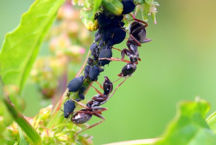 Lasius black ants foraging