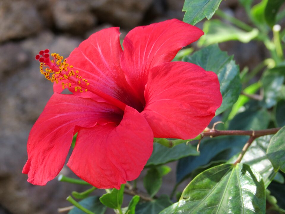 Summer spain petals