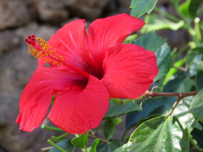 Summer spain petals