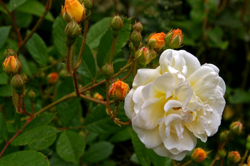 Rampler climbing rose tender
