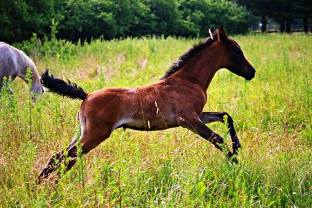 Thoroughbred arabian meadow gallop