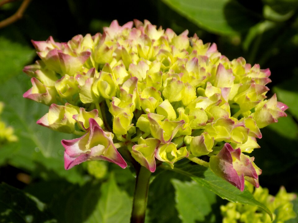 Hydrangea plants hydrangeaceae flower buds - Free photos on creazilla.com