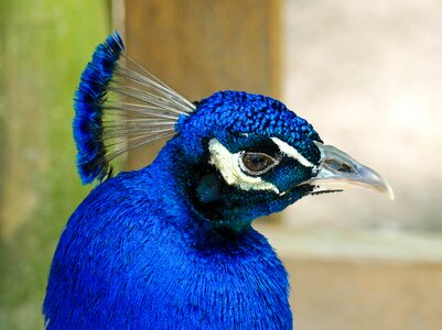 Zoo peafowl plumage