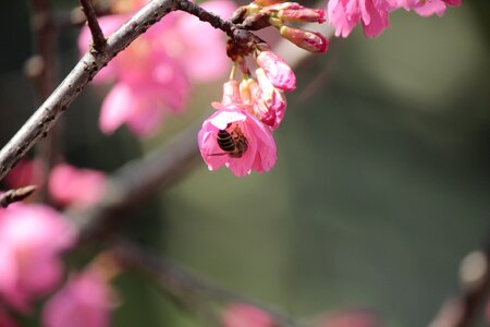 Wild cherry petals hua xie bees gather nectar