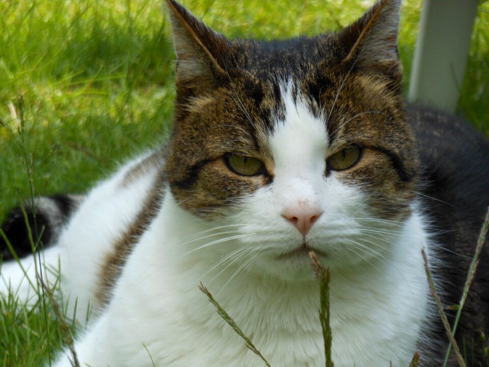 Cats feline cat face