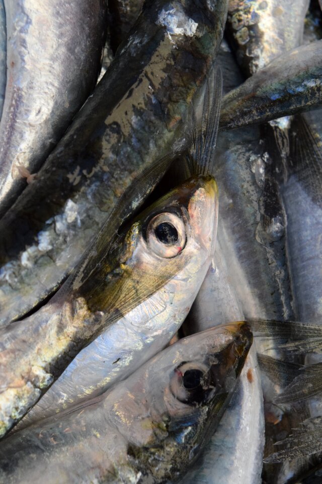 Fang fishing fresh