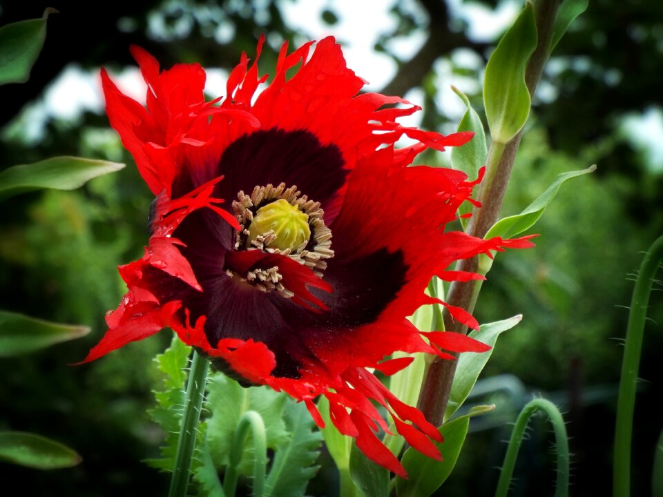 Red summer in the wind
