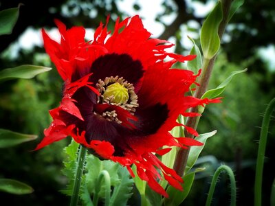 Red summer in the wind