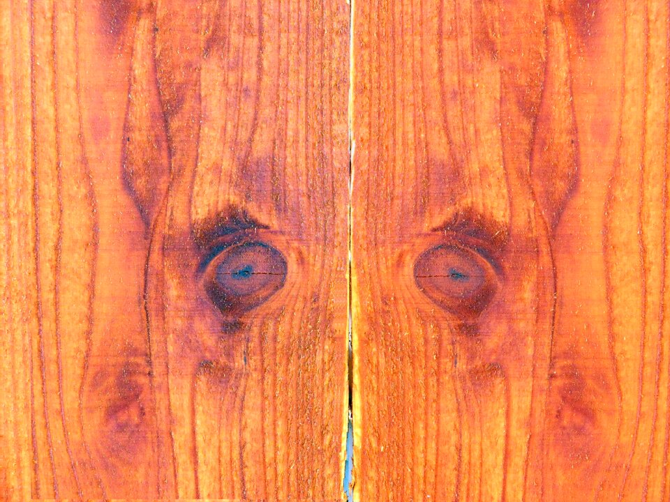 Fence eyes wooden fence