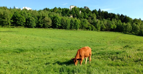 Meadow grass green photo