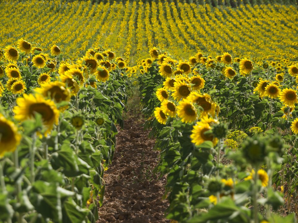 Pipes sunflower nature