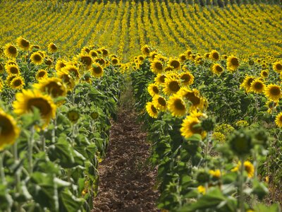 Pipes sunflower nature