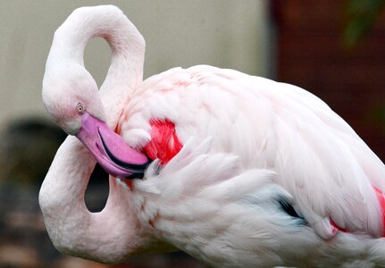 Flamingo bird pink