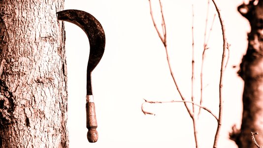 High res cutting tree