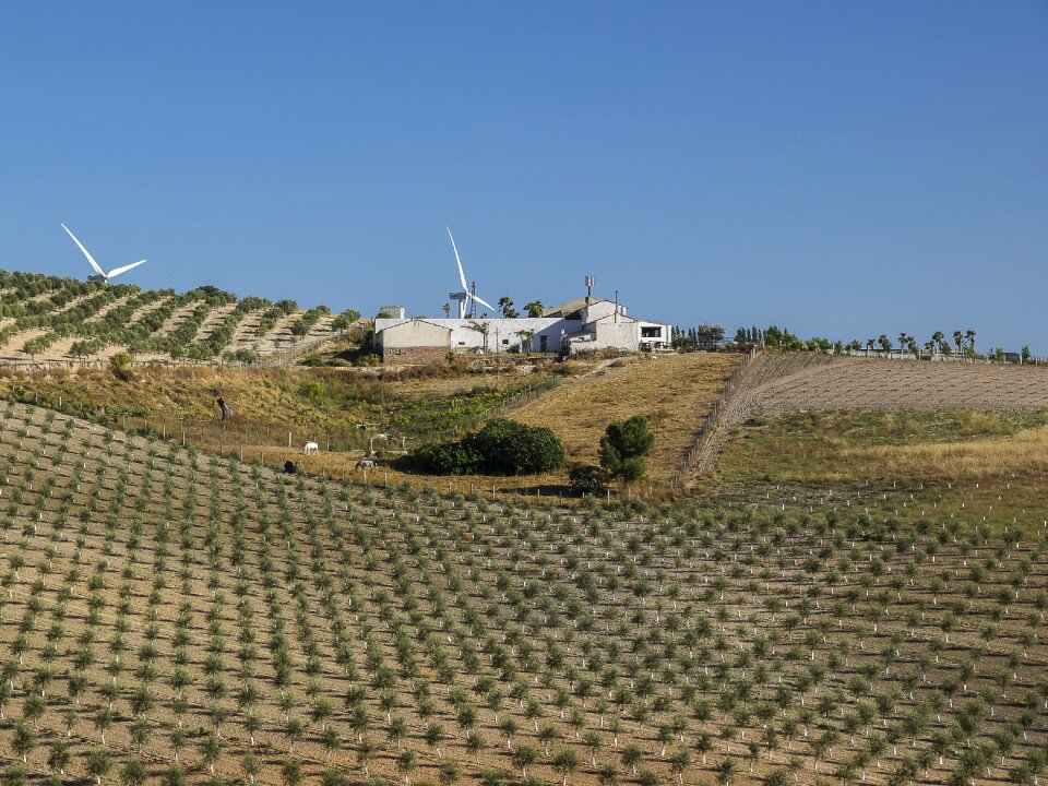 Olive trees field wind farm