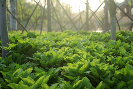 Forestlight green properties