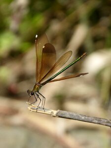Calopteryx haemorrhoidalis beauty iridescent