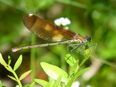 Calopteryx haemorrhoidalis beauty iridescent