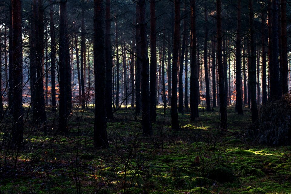 Mood morgenstimmung light beam
