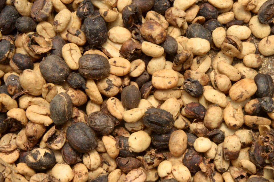 Coffee textures nature