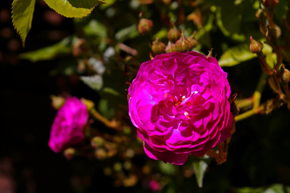 Rampler colorful flower