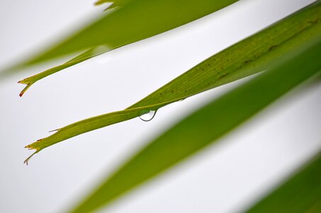 Palm rain