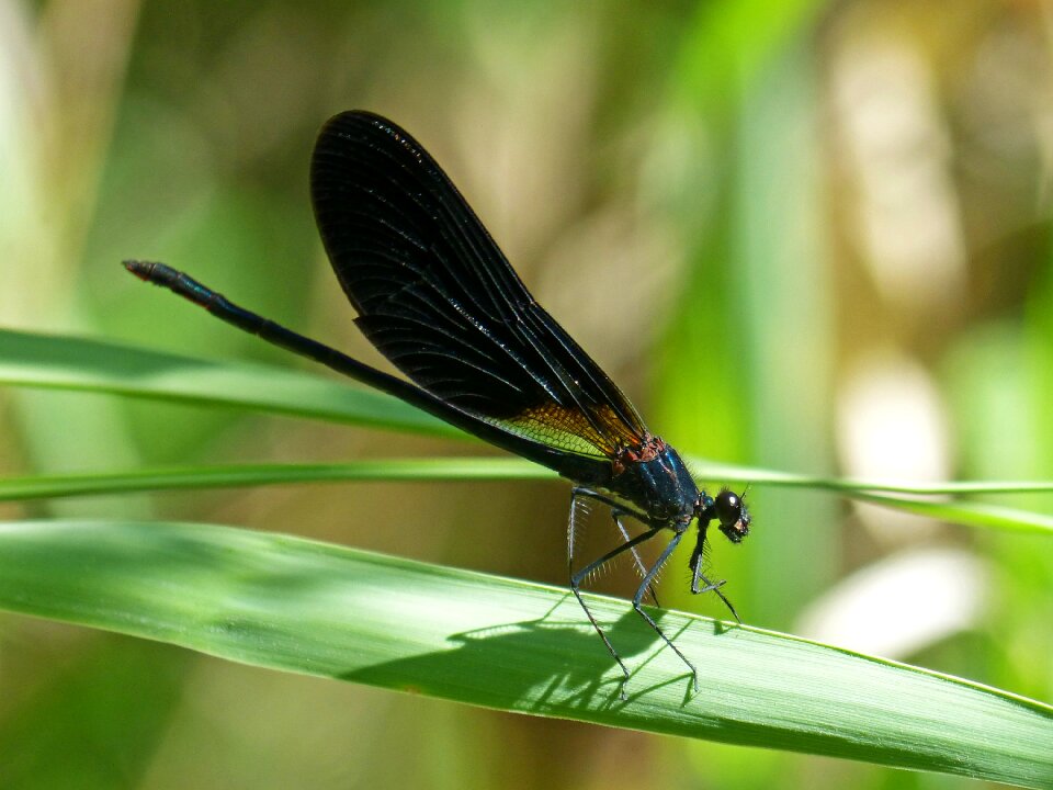 Calopteryx haemorrhoidalis beauty iridescent