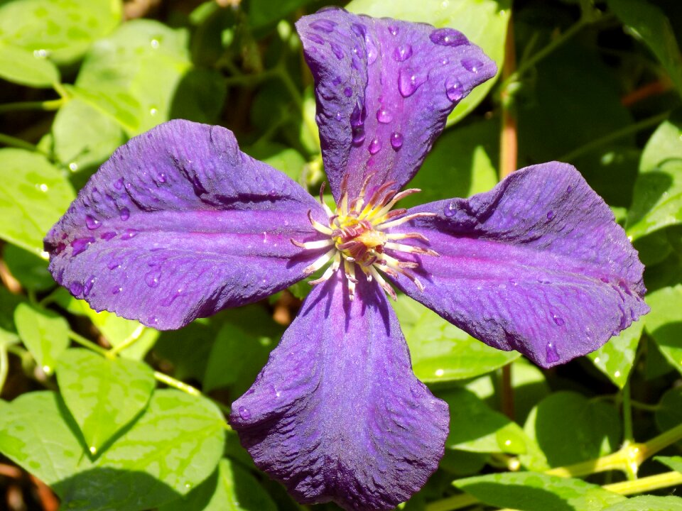 Clematis ranunculaceae violet