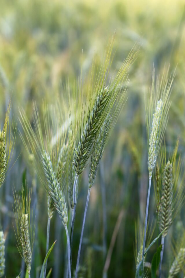 Rye field the cultivation of