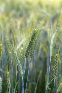 Rye field the cultivation of