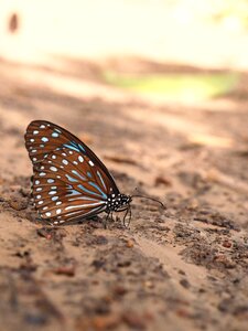 Insect ground colorful
