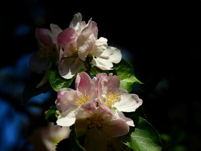 Apple tree wood nature