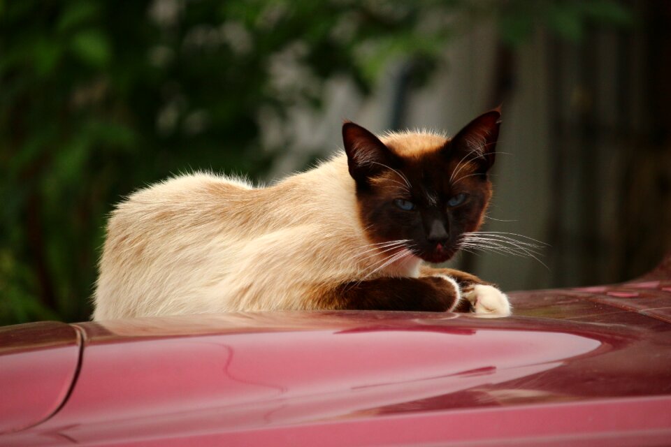 Breed cat siamese cat siamese