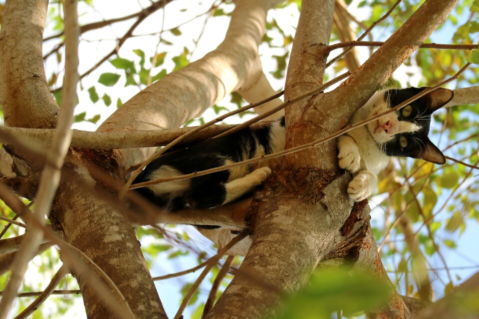 Thailand pet