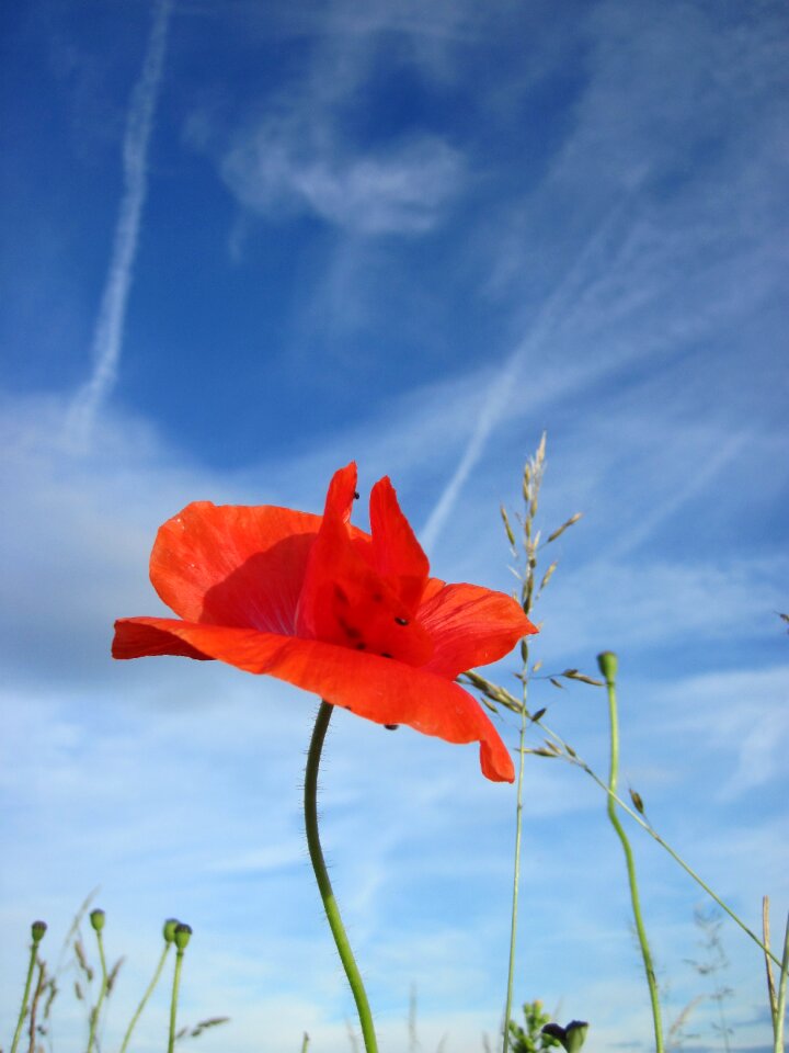 Blue red poppy flower