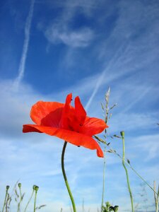 Blue red poppy flower photo