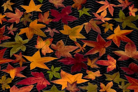Colorful composition fall foliage