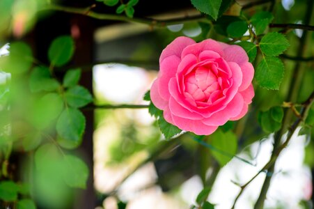 Rose pink green