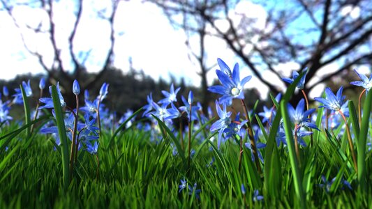 Plant blue