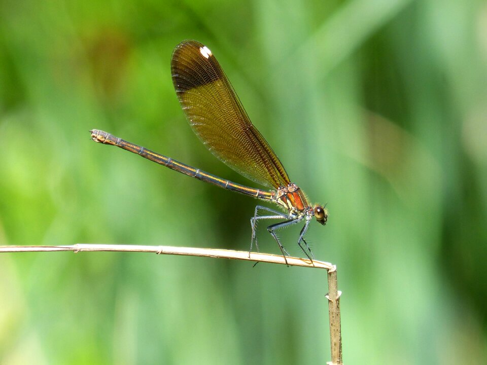 Calopteryx haemorrhoidalis beauty iridescent
