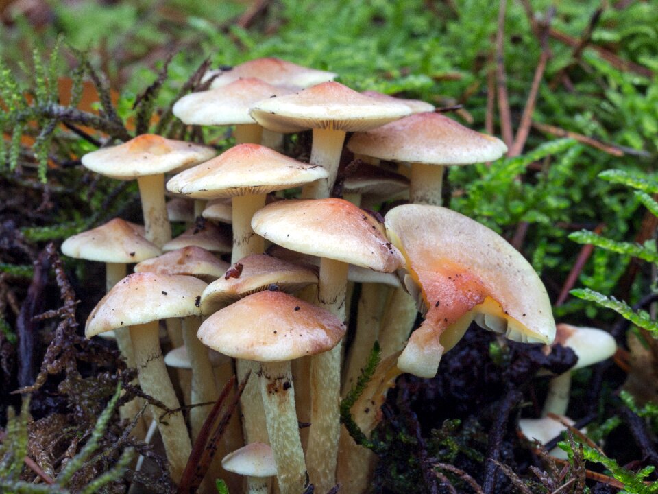 Forest mushrooms tonblasser schüppling pholiota lenta