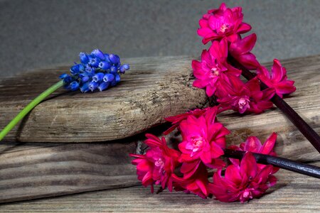 Wood wooden boards pink flowers photo