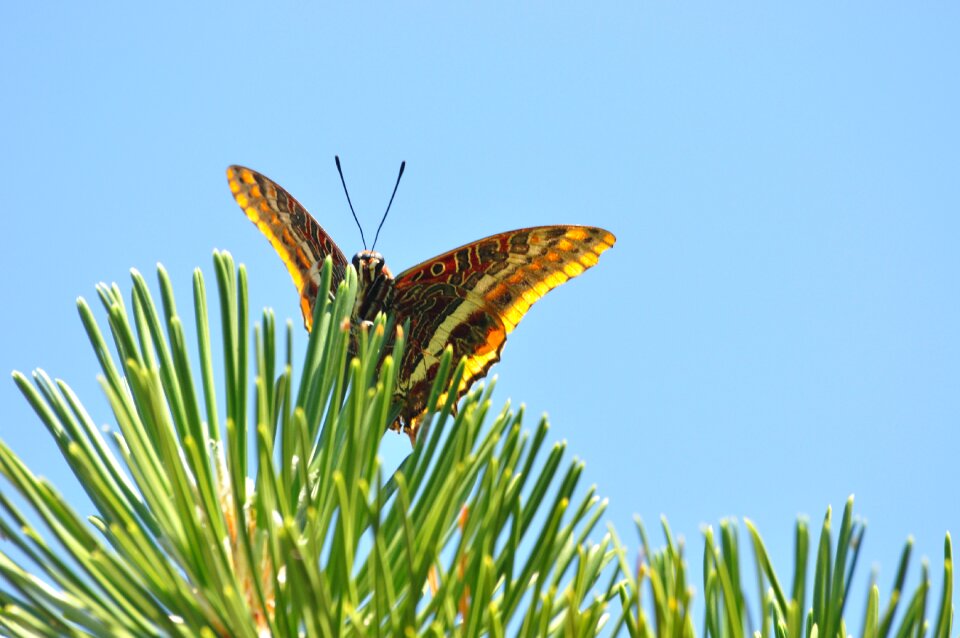 Nature butterfly strawberry falter