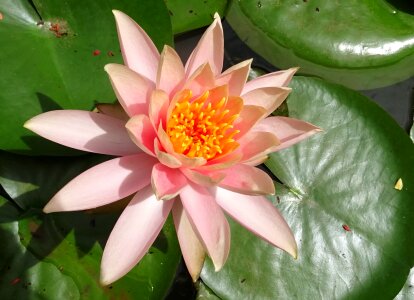 Peach glow nymphaeaceae lily
