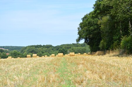 Fields straw hay bales