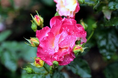 Rose pink flowers flower photo