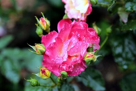 Rose pink flowers flower